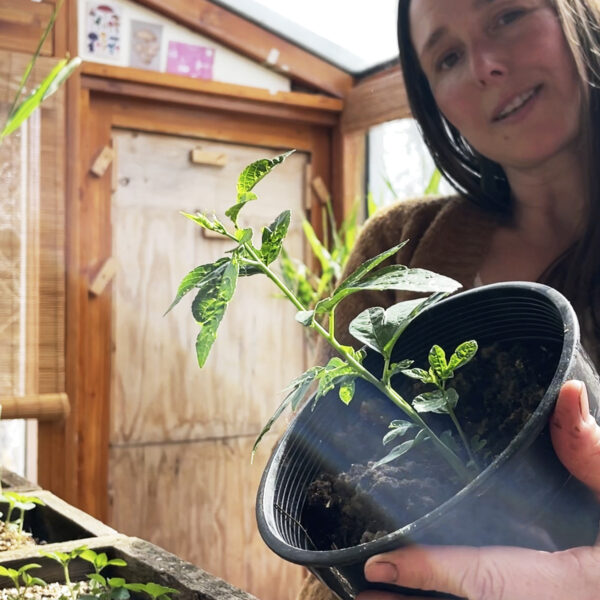 Backyard Apothecary Online Course - Image 3